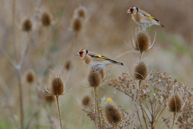 Free download bird meadow teasel plant dried free picture to be edited with GIMP free online image editor
