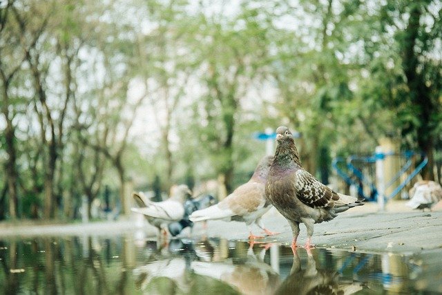 Free download bird natue city urban cityscape free picture to be edited with GIMP free online image editor
