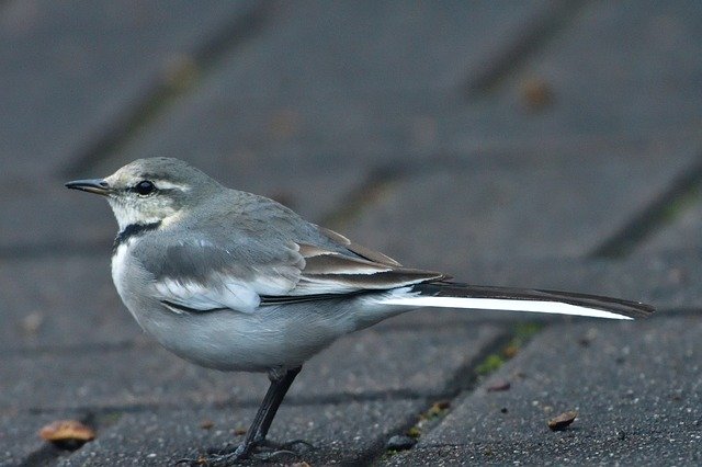 قم بتنزيل صورة مجانية للطيور والحيوانات البرية الطبيعية في الهواء الطلق ليتم تحريرها باستخدام محرر الصور المجاني عبر الإنترنت من GIMP