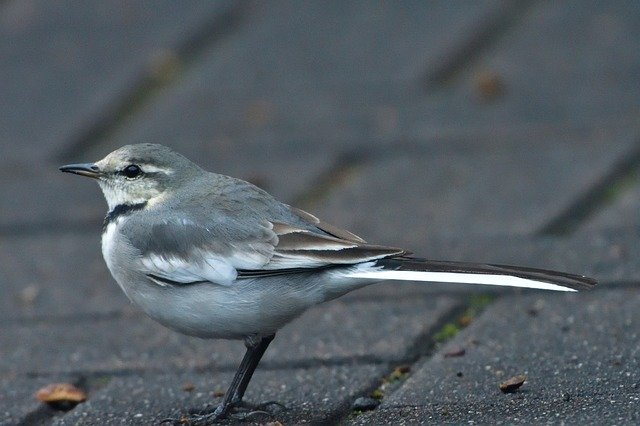 Free download bird natural wild animals outdoors free picture to be edited with GIMP free online image editor