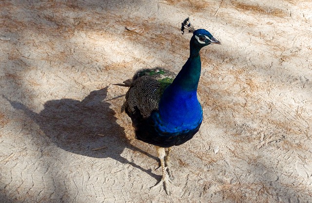 Bezpłatne pobieranie ptaków natura zwierzęta pióro darmowe zdjęcie do edycji za pomocą bezpłatnego internetowego edytora obrazów GIMP