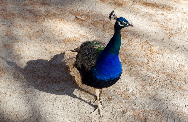 無料ダウンロード鳥自然動物羽無料画像をGIMP無料オンライン画像エディタで編集する