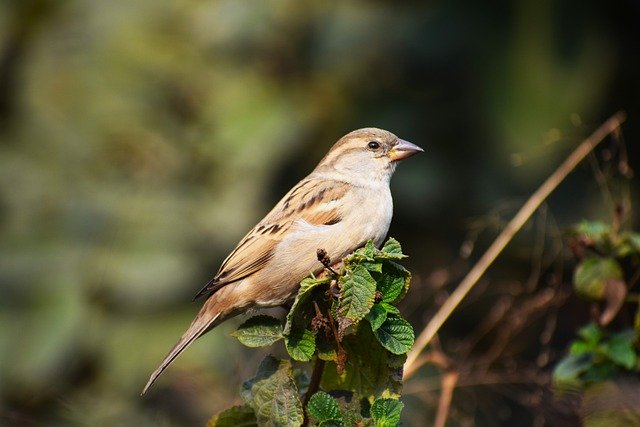 Free download bird nature beak feather wildlife free picture to be edited with GIMP free online image editor