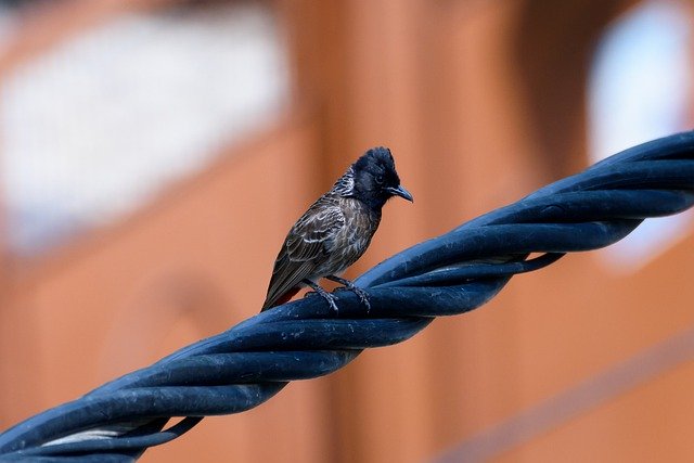 Muat turun percuma burung alam hitam pokok gelap gambar percuma untuk diedit dengan GIMP editor imej dalam talian percuma