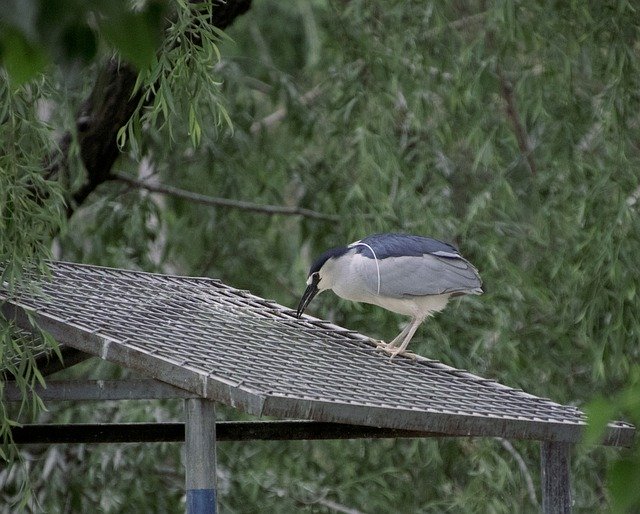Free download bird night heron animal water bird free picture to be edited with GIMP free online image editor