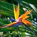 Bird of paradise flower wallpape  screen for extension Chrome web store in OffiDocs Chromium