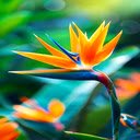 Bird of paradise flower wallpaper  screen for extension Chrome web store in OffiDocs Chromium