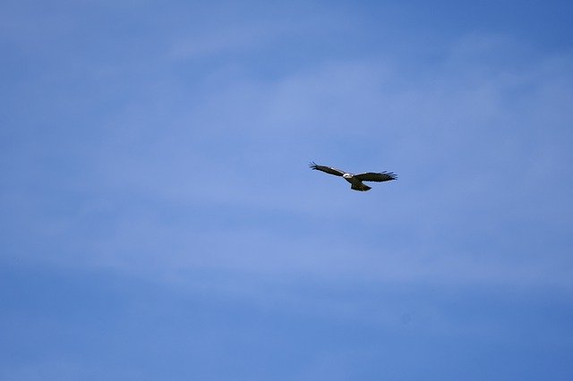 Téléchargement gratuit de Bird Of Prey Common Buzzard Flight - photo ou image gratuite à éditer avec l'éditeur d'images en ligne GIMP