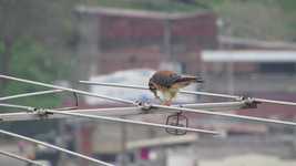 Free download Bird Of Prey Nature Aguilucha -  free video to be edited with OpenShot online video editor
