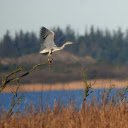 Bird on a dry branch  screen for extension Chrome web store in OffiDocs Chromium
