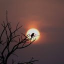 Bird on a high branch  screen for extension Chrome web store in OffiDocs Chromium