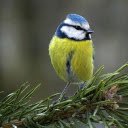 Bird on a pine branch  screen for extension Chrome web store in OffiDocs Chromium