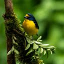 Bird on a small branch  screen for extension Chrome web store in OffiDocs Chromium