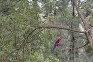 Free download Bird on a tree branch free photo or picture to be edited with GIMP online image editor