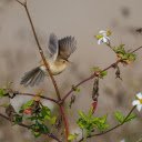 Bird on a white flower tree  screen for extension Chrome web store in OffiDocs Chromium