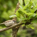Bird on a young branch  screen for extension Chrome web store in OffiDocs Chromium
