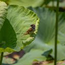 Bird on lotus leaf  screen for extension Chrome web store in OffiDocs Chromium