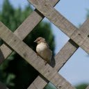 Bird on the fence  screen for extension Chrome web store in OffiDocs Chromium