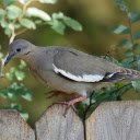 Bird on the Fence  screen for extension Chrome web store in OffiDocs Chromium
