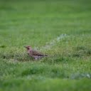 Bird on the green grass  screen for extension Chrome web store in OffiDocs Chromium