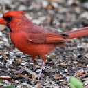 Bird on the Ground  screen for extension Chrome web store in OffiDocs Chromium