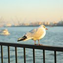 Bird on the Railing  screen for extension Chrome web store in OffiDocs Chromium