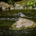 Bird on the stream  screen for extension Chrome web store in OffiDocs Chromium
