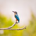 Bird on the tree  screen for extension Chrome web store in OffiDocs Chromium