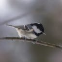 Bird on tree branch  screen for extension Chrome web store in OffiDocs Chromium