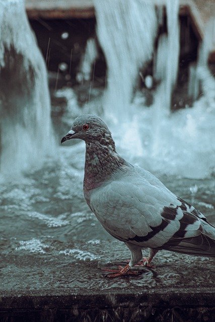 Free download bird ornithology dove species free picture to be edited with GIMP free online image editor