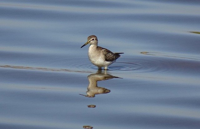 Free download bird ornithology wood sandpiper free picture to be edited with GIMP free online image editor
