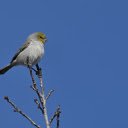 Bird perched on a branch  screen for extension Chrome web store in OffiDocs Chromium