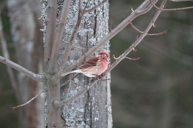 Free download bird perched on a tree winter snow free picture to be edited with GIMP free online image editor