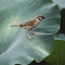 Bird perches on lotus branch  screen for extension Chrome web store in OffiDocs Chromium