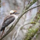 Bird perches on tree branch  screen for extension Chrome web store in OffiDocs Chromium