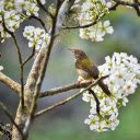 Bird perches on white flower branch  screen for extension Chrome web store in OffiDocs Chromium
