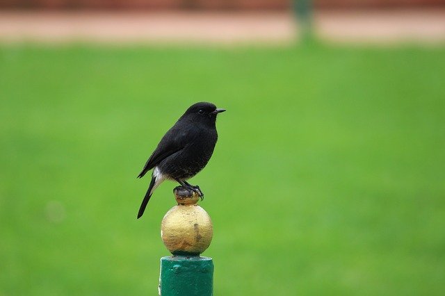 Free download bird pied bush chat nature animal free picture to be edited with GIMP free online image editor