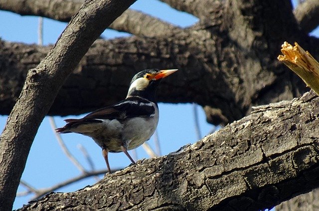 Kostenloser Download von Bird Pied Myna Starling Kostenloses Bild, das mit dem kostenlosen Online-Bildeditor GIMP bearbeitet werden kann