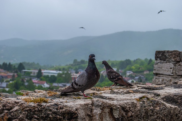 Descărcare gratuită poză pasăre porumbel animal ornitologie pentru a fi editată cu editorul de imagini online gratuit GIMP
