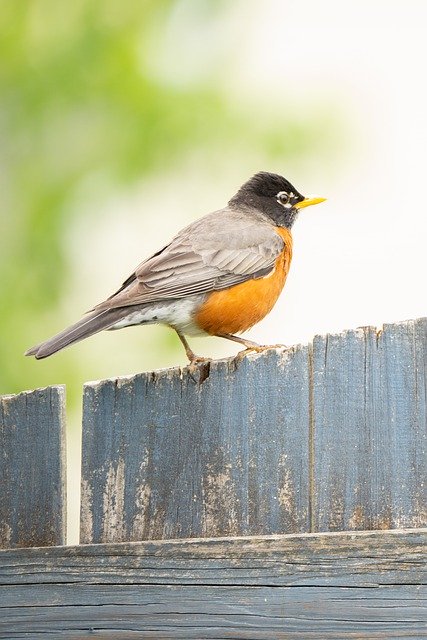 Free download bird robin perched feather bokeh free picture to be edited with GIMP free online image editor