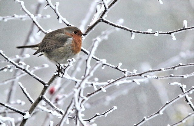 Unduh gratis gambar burung robin robin bulu dada merah gratis untuk diedit dengan editor gambar online gratis GIMP