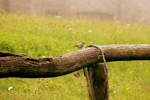 دانلود رایگان قالب عکس پرنده Rotschwaenzchen Fence برای ویرایش با ویرایشگر تصویر آنلاین GIMP