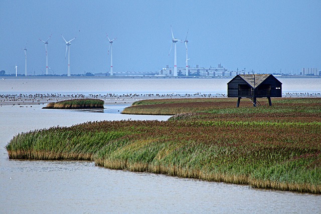 Free download bird sanctuary dollart ems free picture to be edited with GIMP free online image editor