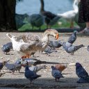 Birds and geese share the yard  screen for extension Chrome web store in OffiDocs Chromium