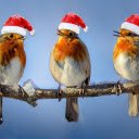 birds and hats  screen for extension Chrome web store in OffiDocs Chromium