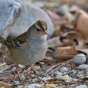 Birds and pebbles  screen for extension Chrome web store in OffiDocs Chromium