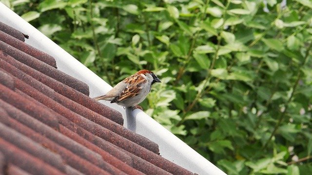 Free download birds animals wildlife ornithology free picture to be edited with GIMP free online image editor