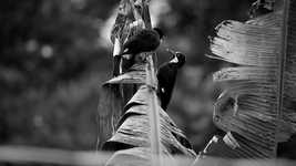 Free download Birds Black And White Carpenters free video to be edited with OpenShot online video editor