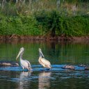 Birds by the Stream  screen for extension Chrome web store in OffiDocs Chromium