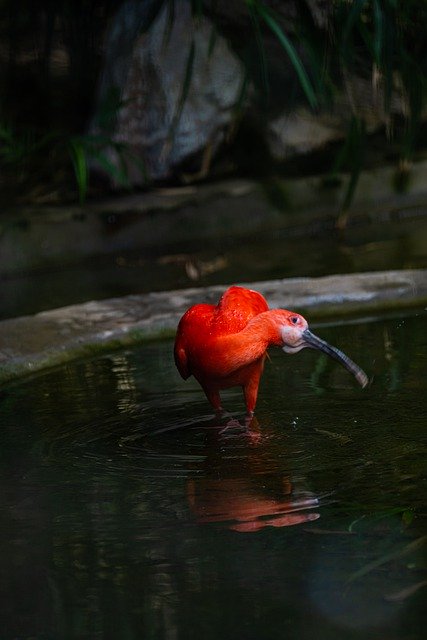 Free download bird scarlet ibis natural species free picture to be edited with GIMP free online image editor